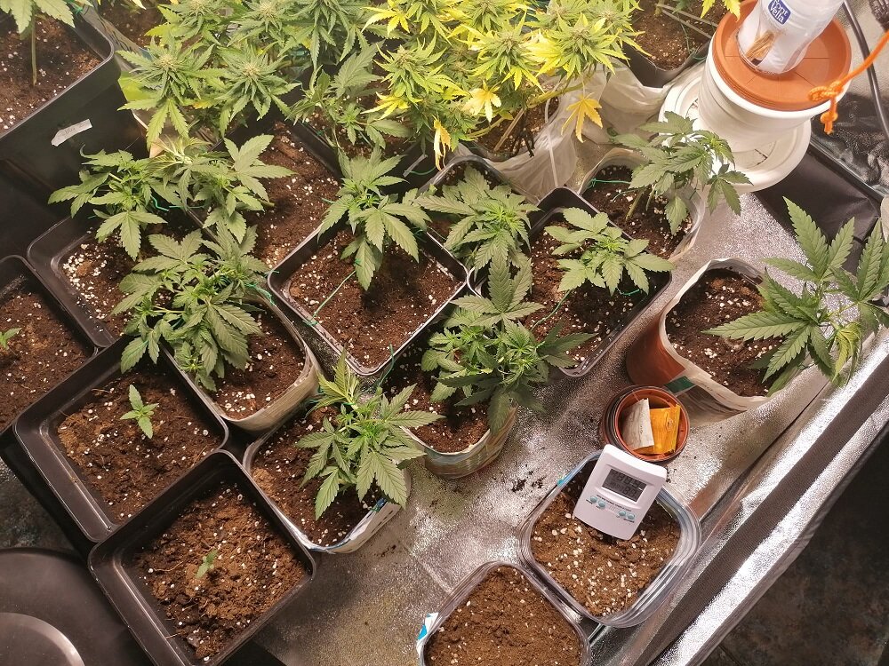 CRITICAL SOUR DIESEL INSOMNIA.jpg