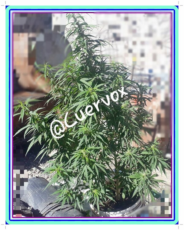 Psicodelicia 13-05-2019.jpg