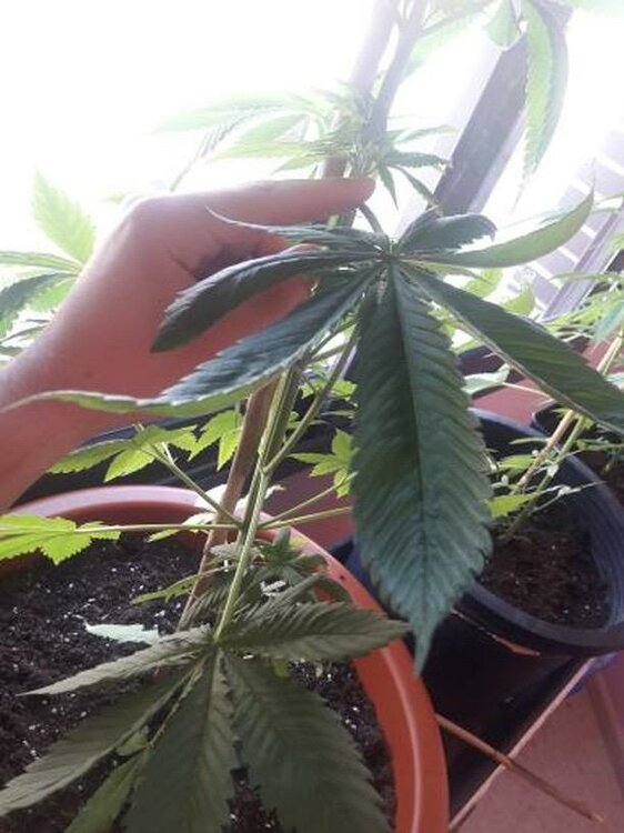 WhatsApp Image 2019-05-13 at 11.38.55.jpeg