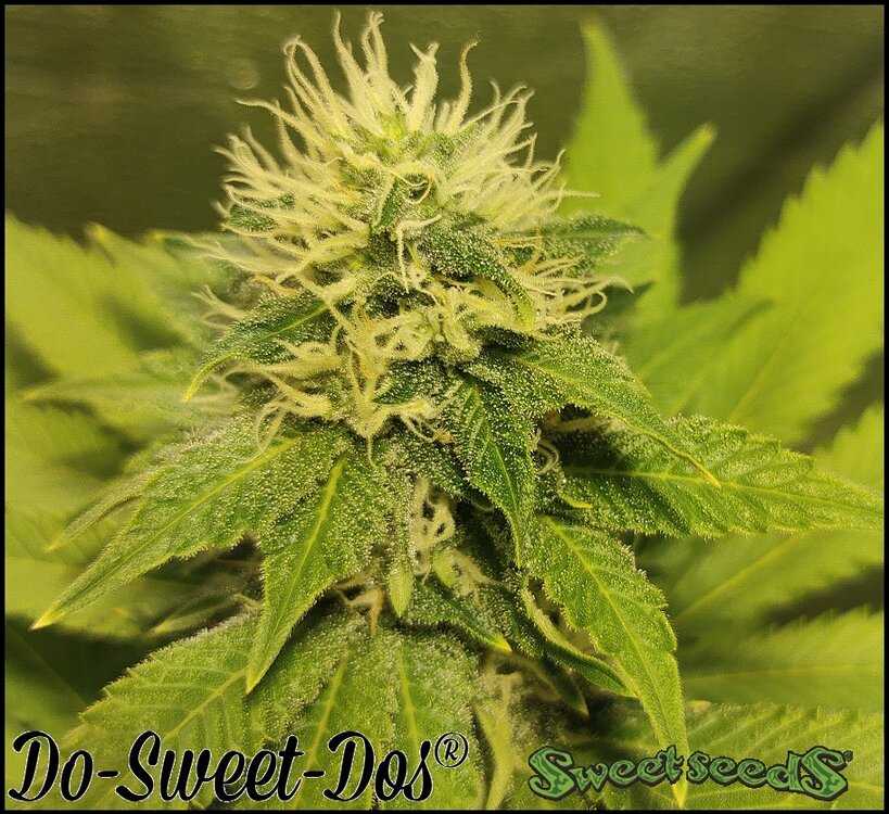 Floración 11.0.4.jpg