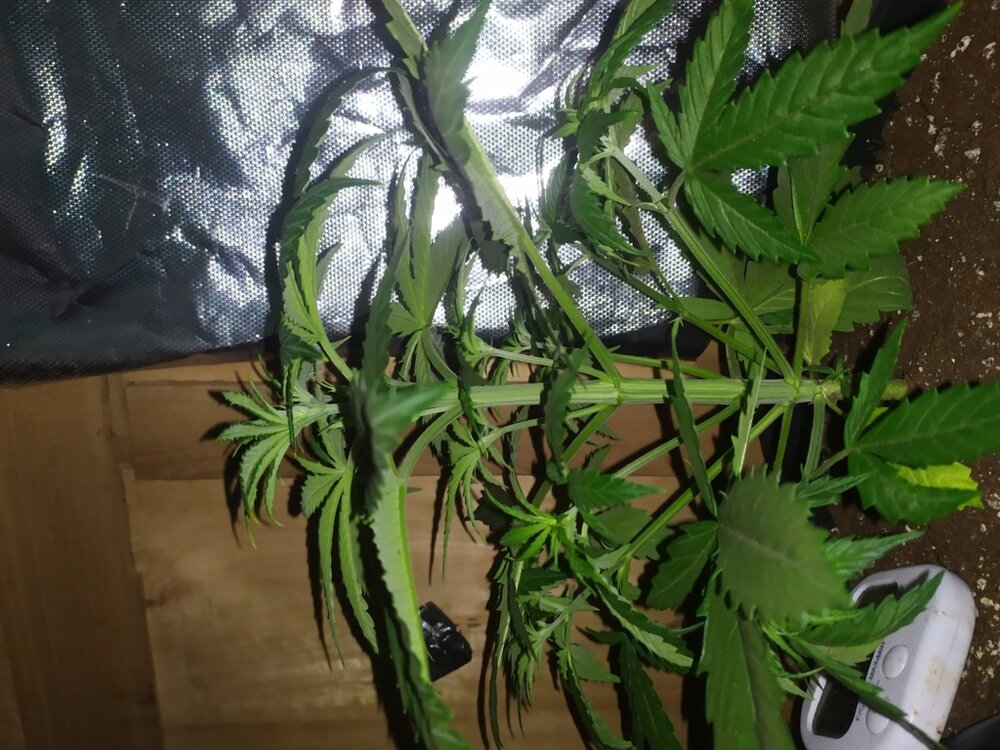 IMG_20200401_115831 (FILEminimizer).jpg