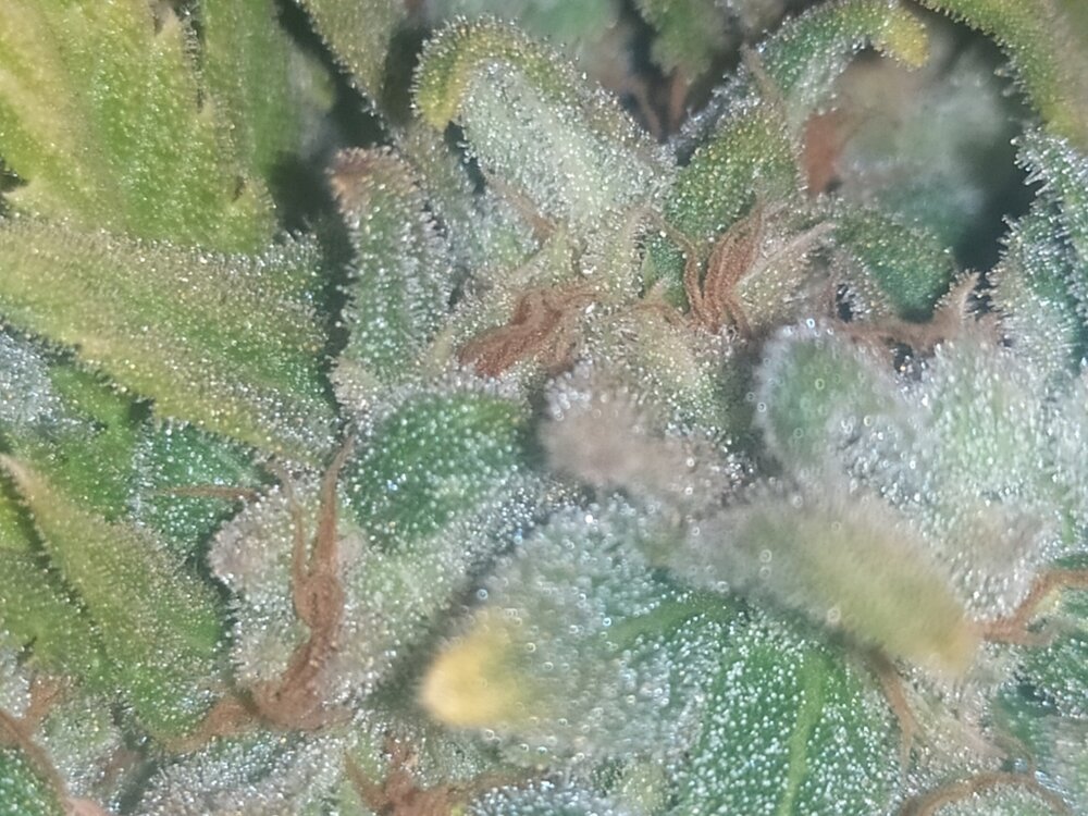 IMG_20200613_212145_1 (FILEminimizer).jpg