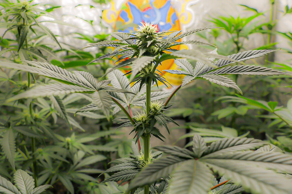 @HIDROPONICMAN-420 6.JPG