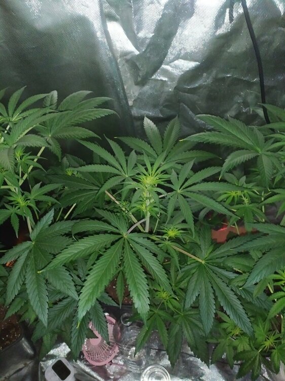 IMG_20200414_193920 (FILEminimizer).jpg