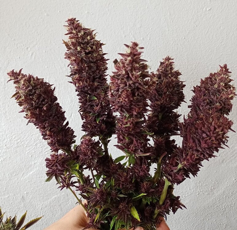 WhatsApp Image 2021-01-28 at 12.34.29 (1).jpeg