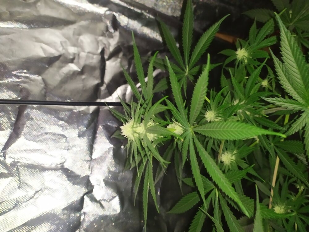 IMG_20200425_104211 (FILEminimizer).jpg