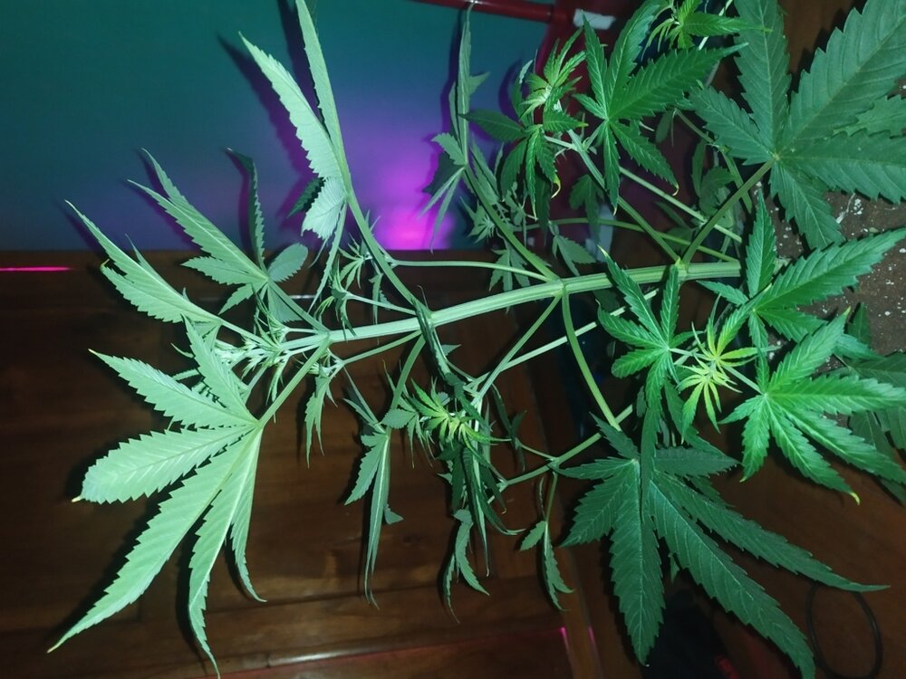 IMG_20200408_202530 (FILEminimizer).jpg