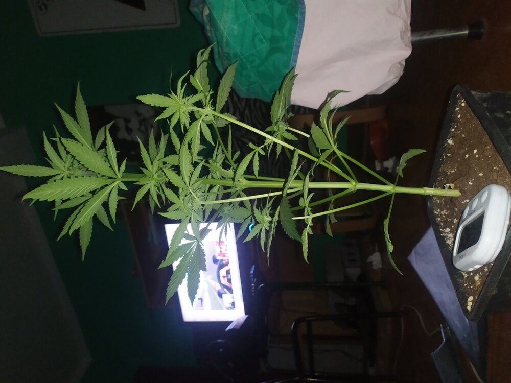 IMG_20200408_202950 (FILEminimizer).jpg