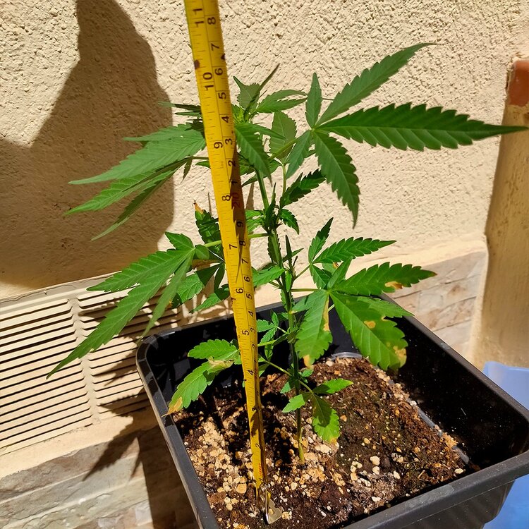 WhatsApp Image 2020-08-31 at 13.32.19 (3).jpeg