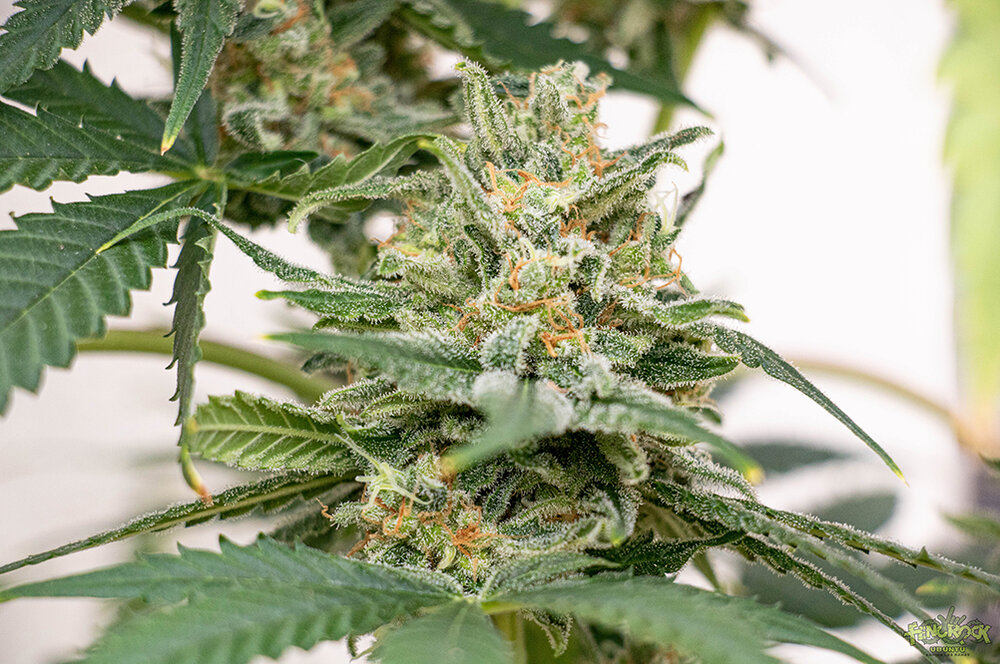 RED HOT COOKIES-11.jpg