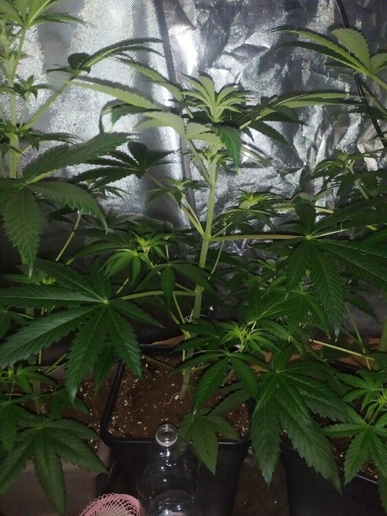 IMG_20200414_193917 (FILEminimizer).jpg