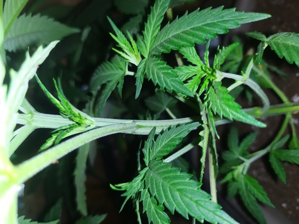 IMG_20200401_120057 (FILEminimizer).jpg