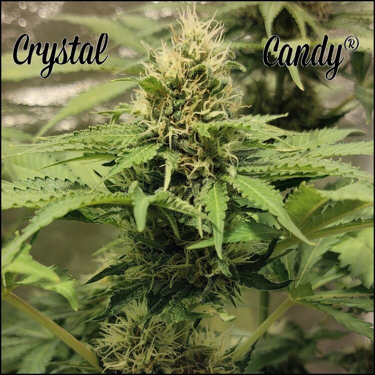 Floración 12.0.1.jpg