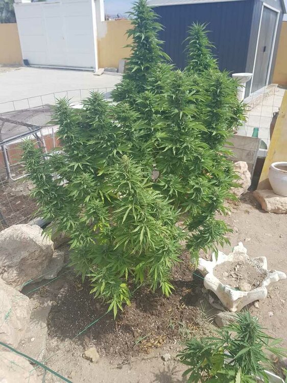 WhatsApp Image 2019-08-29 at 13.12.08 (1).jpeg