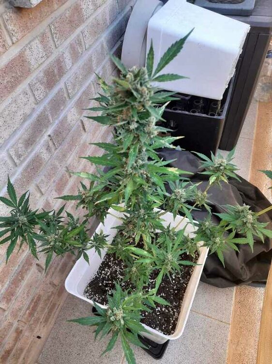 WhatsApp Image 2021-07-01 at 17.14.42 (1).jpeg