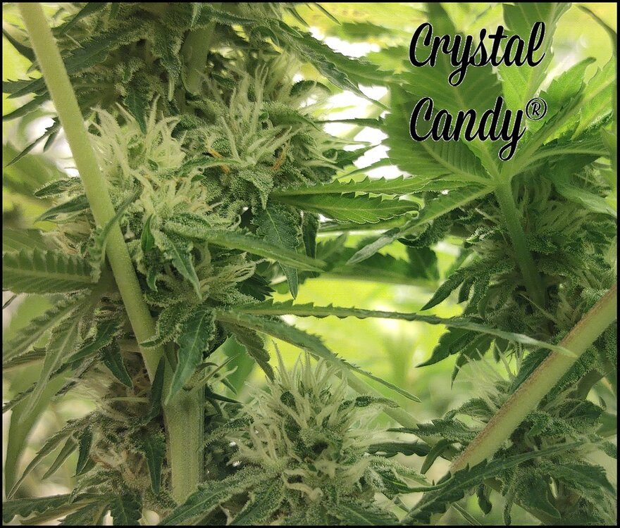 Floración 12.0.4.jpg