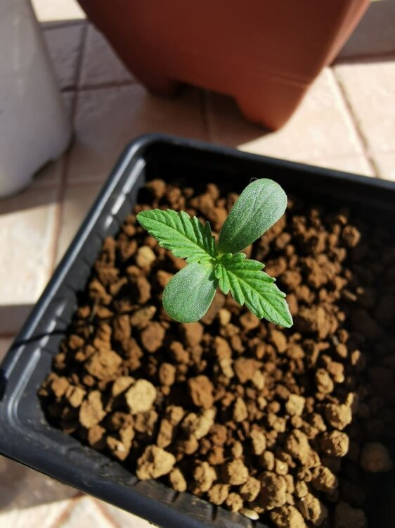 IMG_20200515_182923 (1).jpg