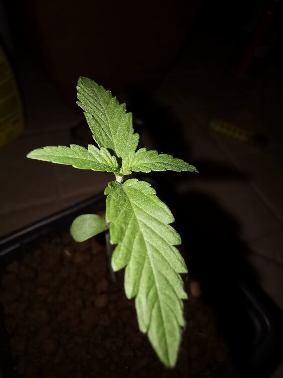 IMG_20200521_215326 (2).jpg