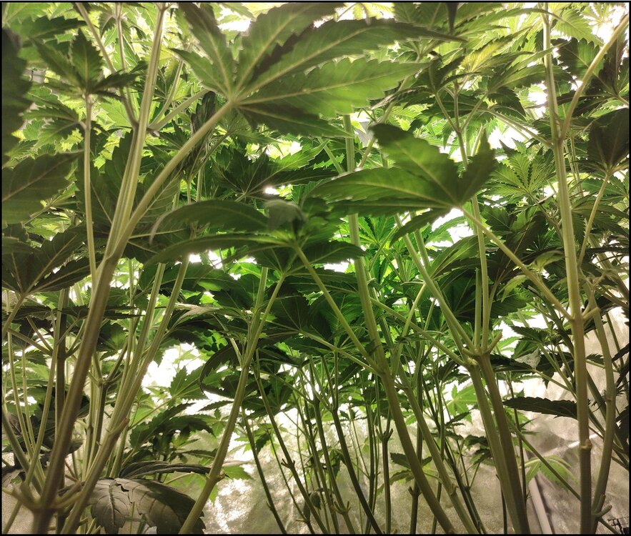 Floración 3.0.2.jpg