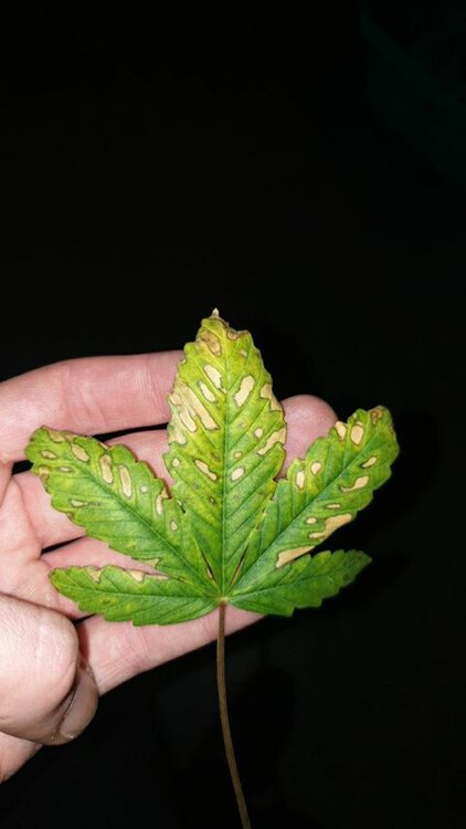 san fernando lemon kush_.jpg