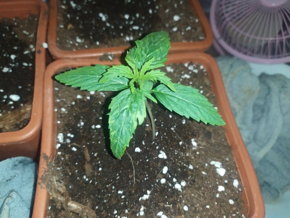 IMG_20200316_154743 (FILEminimizer).jpg