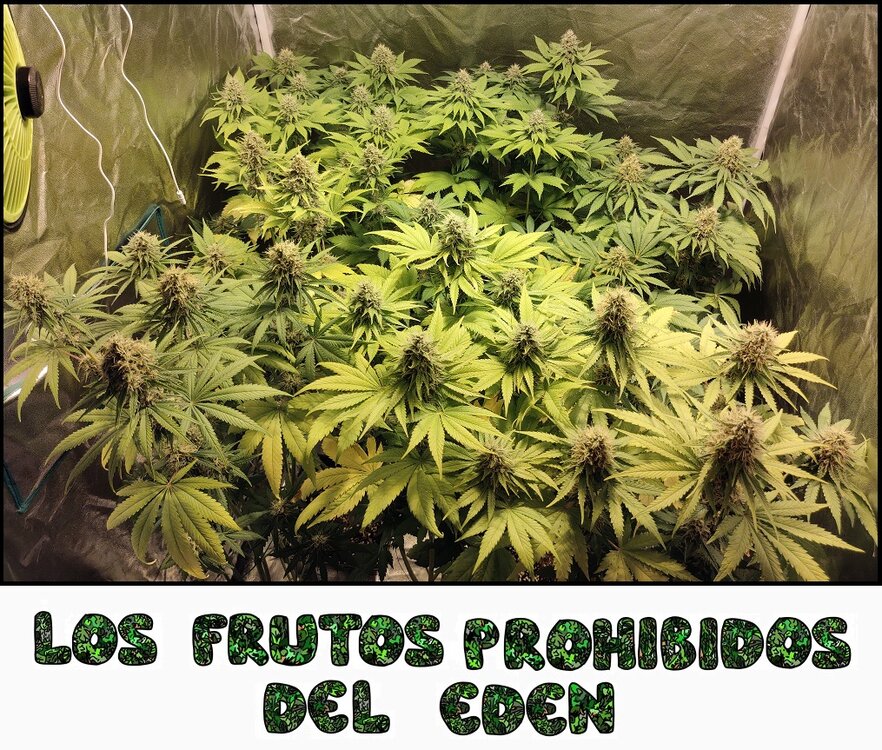 Floración 14.0.4.jpg