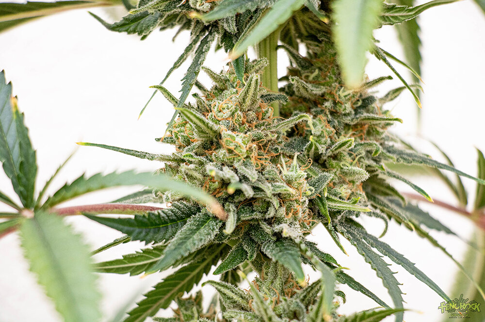 RED HOT COOKIES-10.jpg