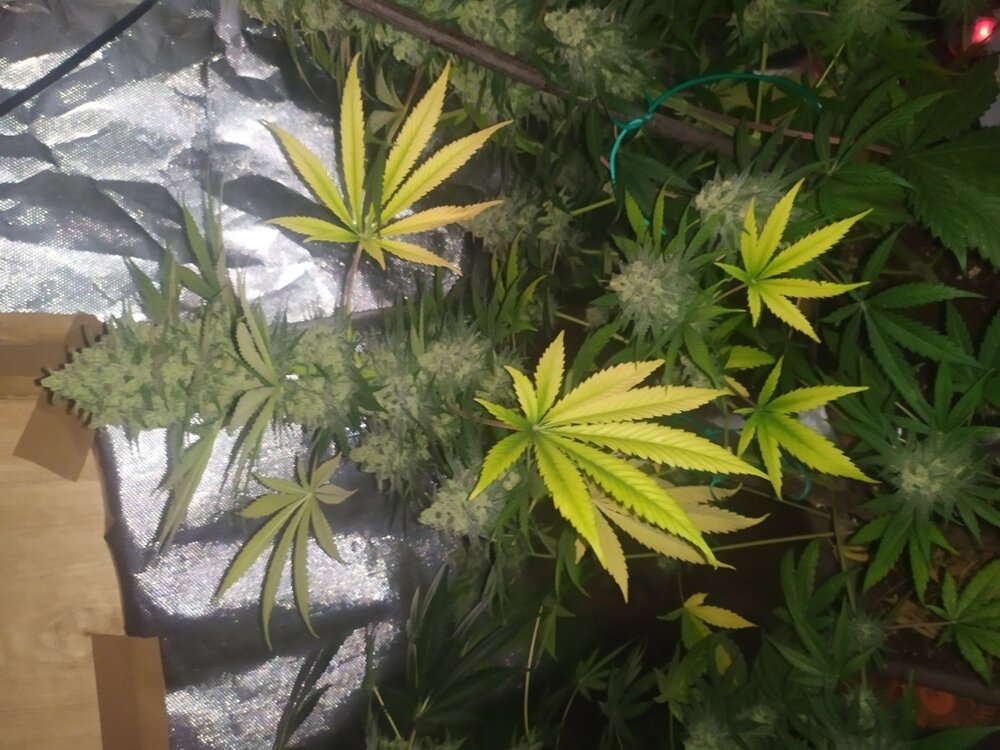 IMG_20200528_171342 (FILEminimizer).jpg