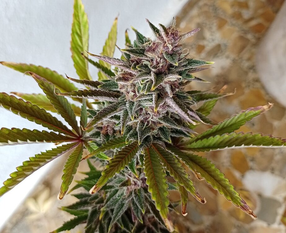 WhatsApp Image 2021-01-28 at 12.34.31.jpeg