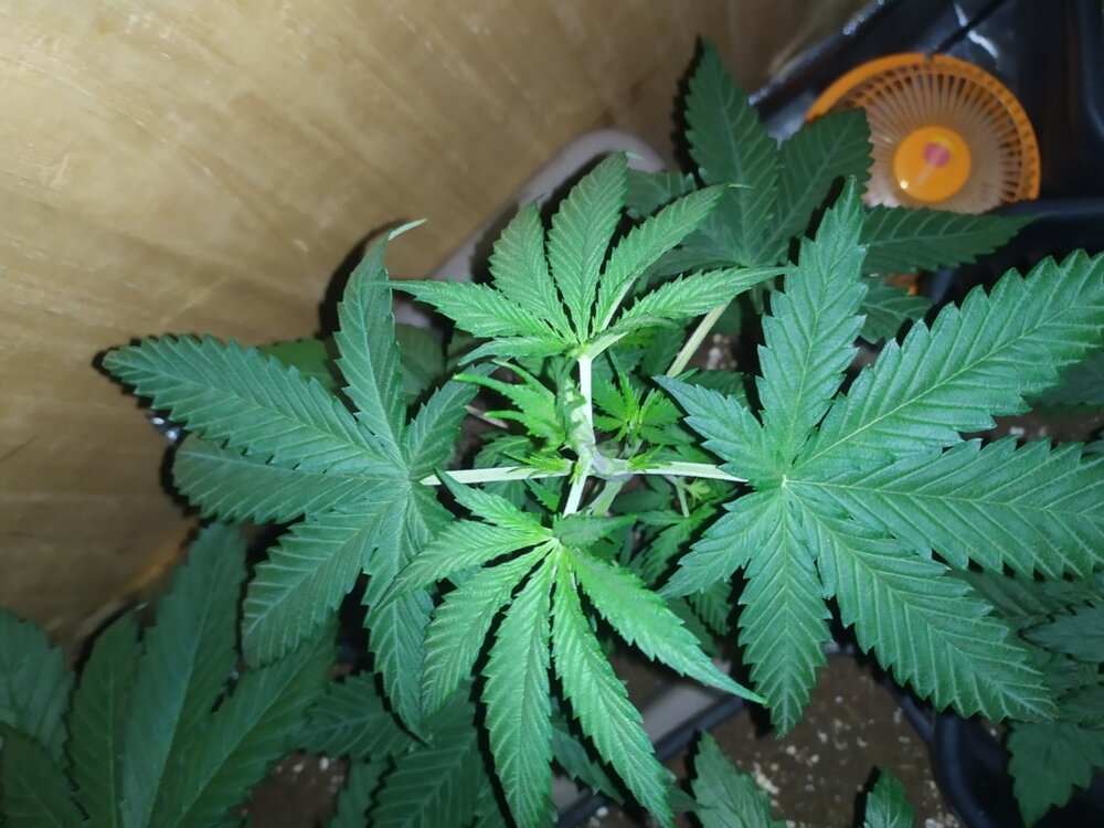 IMG_20200401_115840 (FILEminimizer).jpg