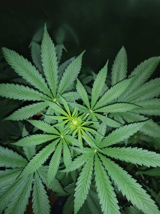 IMG_20200414_194331 (FILEminimizer).jpg