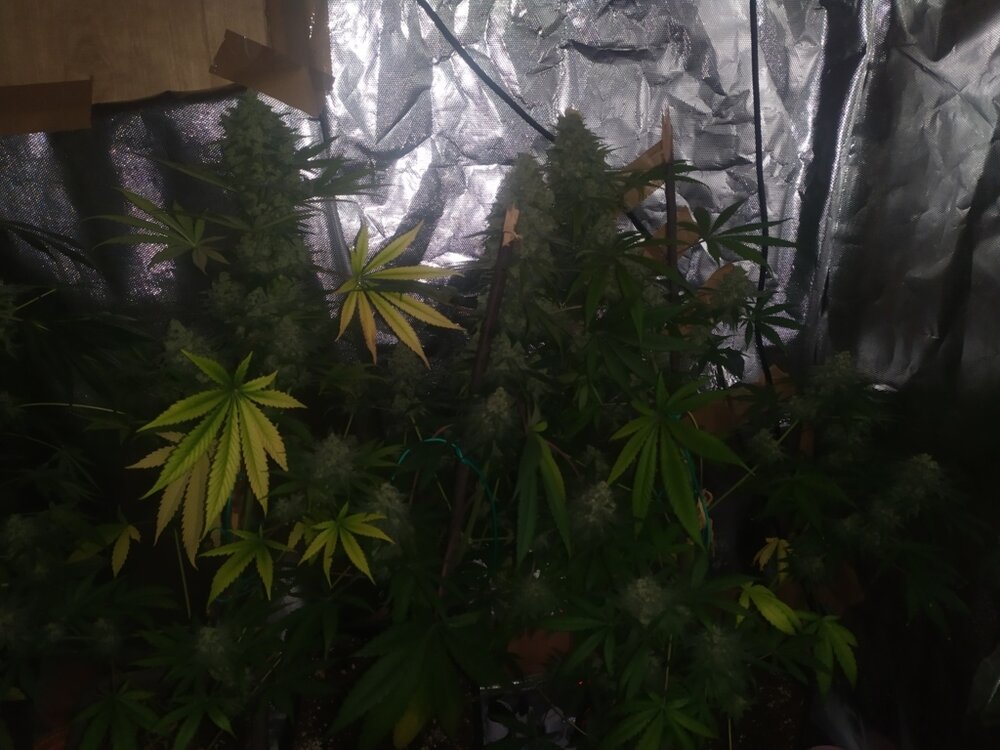 IMG_20200528_171324 (FILEminimizer).jpg