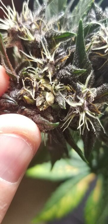 WhatsApp Image 2019-11-18 at 08.59.21 (2).jpeg