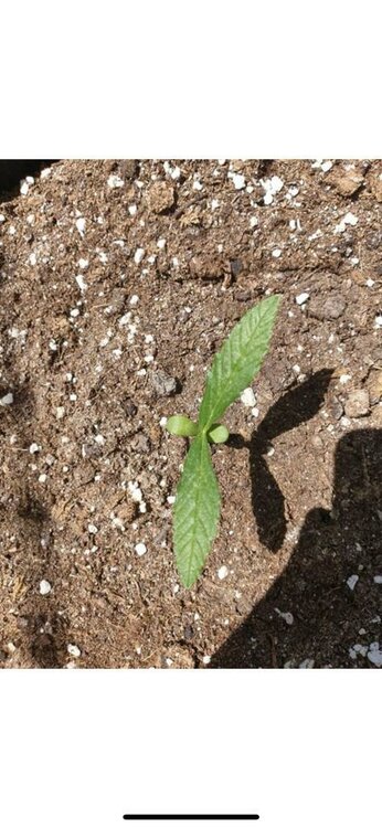 WhatsApp Image 2019-06-06 at 12.57.46.jpeg