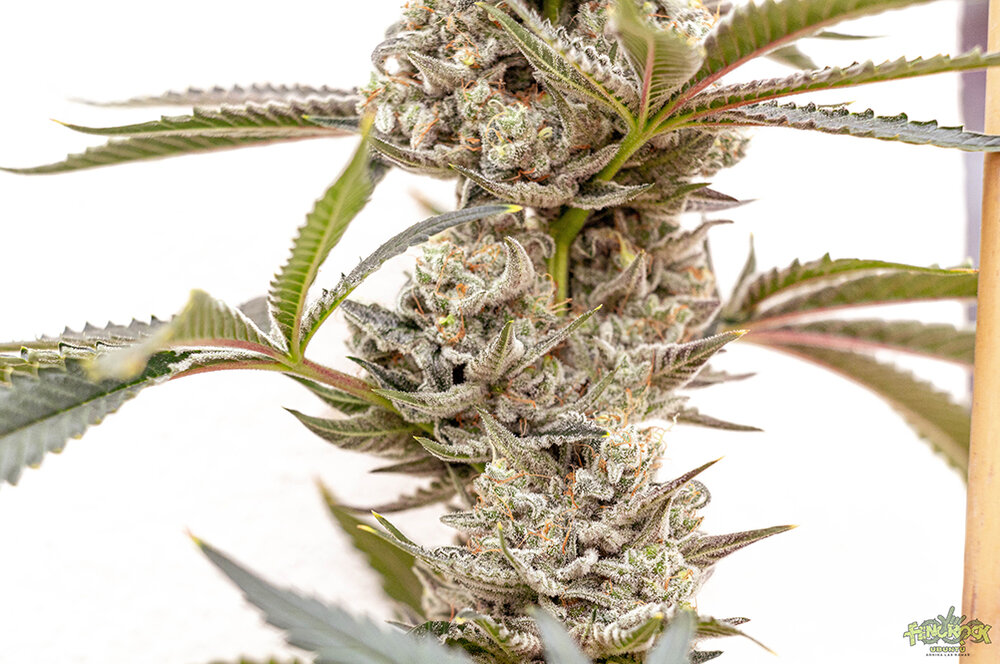 RED HOT COOKIES-2.jpg