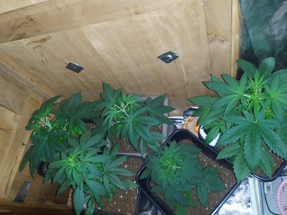 IMG_20200401_115815 (FILEminimizer).jpg