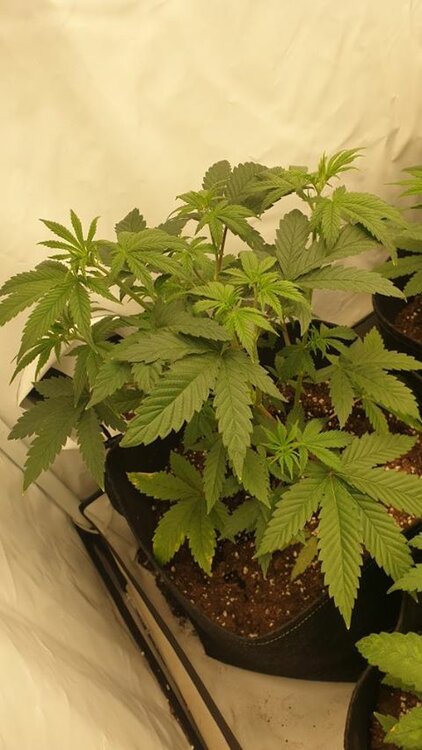 san fernando lemon kush_2.jpg