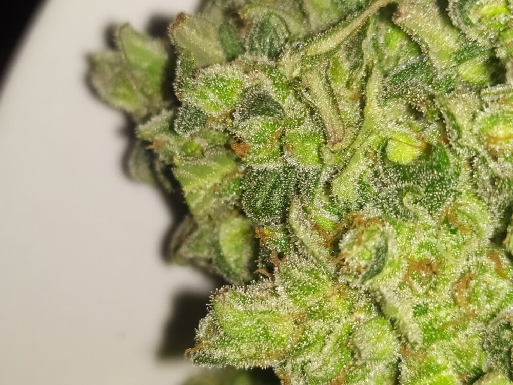 IMG_20200608_004847 (FILEminimizer).jpg