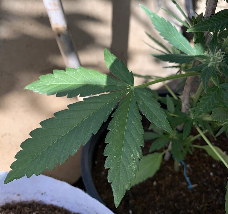 jack47-2 hoja manchas_reisze.jpg