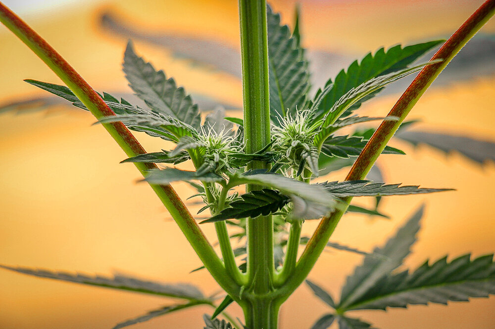 red  hot cookies_4364.jpg