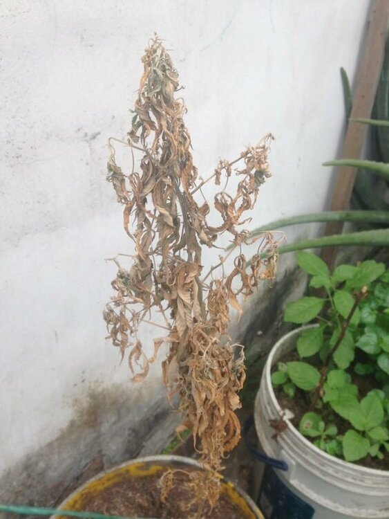 WhatsApp Image 2019-07-24 at 10.05.07 (1).jpeg