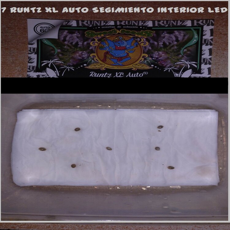 RUNTZ SEGUIMIENTO.jpg