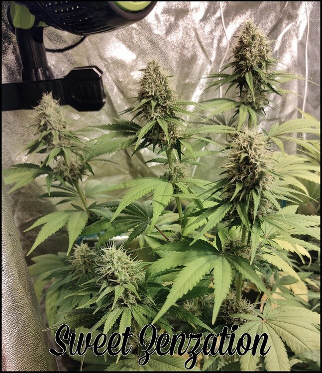 Floración 13.0.3.jpg