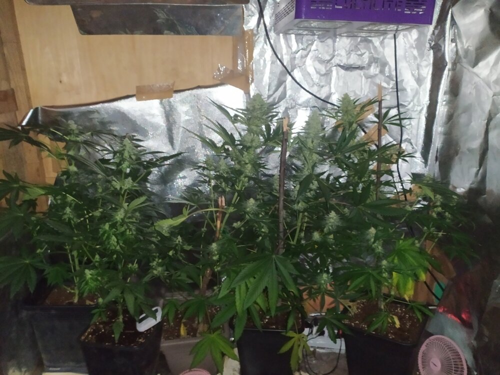 IMG_20200508_132200 (FILEminimizer).jpg