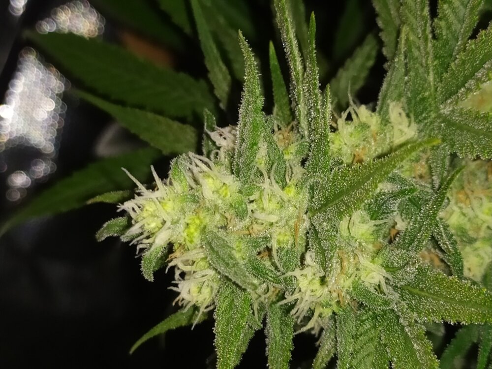 IMG_20200508_133229_1 (FILEminimizer).jpg