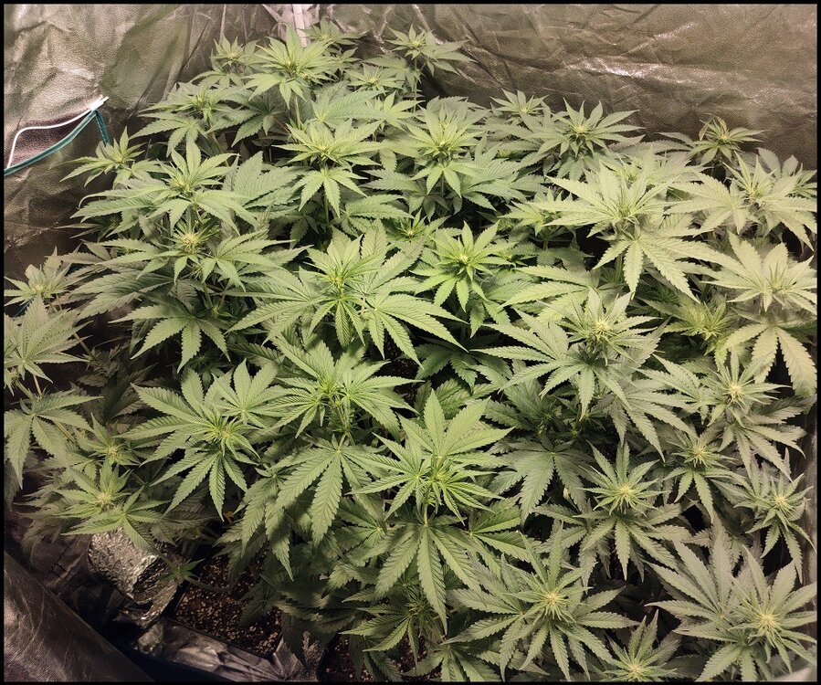 Floración 6.0.1.jpg