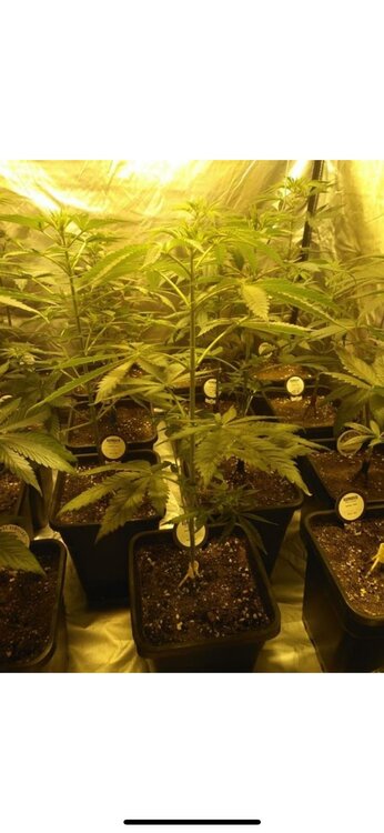 WhatsApp Image 2019-05-17 at 13.03.44.jpeg