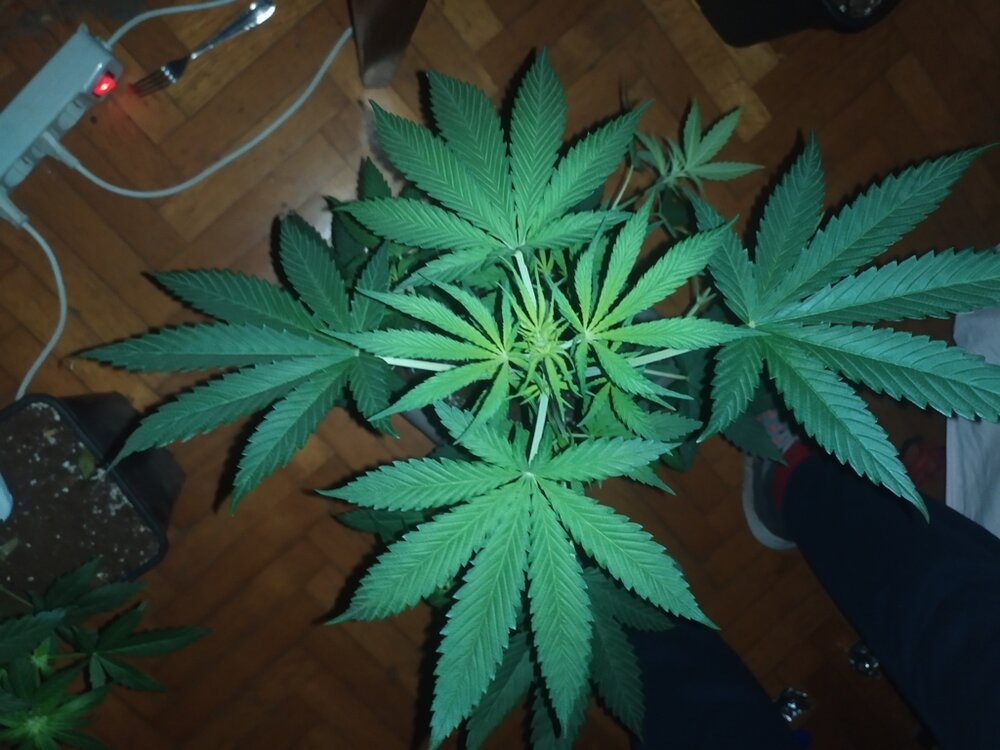 IMG_20200408_203749 (FILEminimizer).jpg