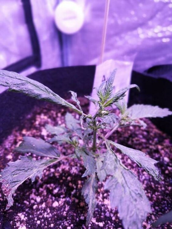 WhatsApp Image 2019-05-22 at 08.19.21.jpeg