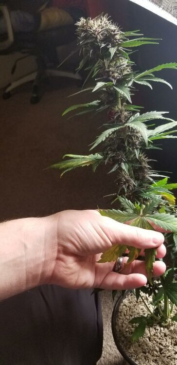 WhatsApp Image 2019-11-18 at 08.59.21 (1).jpeg